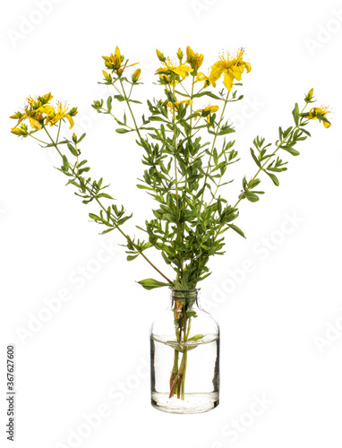 Fényképezés Hypericum (St