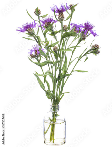 Centaurea jacea (brown knapweed or brownray knapweed) in a glass vessel on a white background