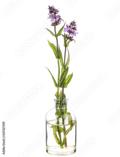 Prunella vulgaris (common self-heal or heal-all) in a glass vessel on a white background