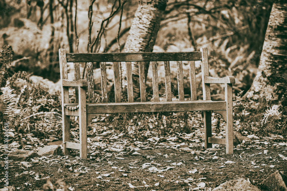 Beautiful bench in the woods, foliage season Beautiful bench in the woods, foliage season