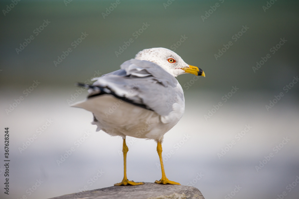 Fototapeta premium black headed gull
