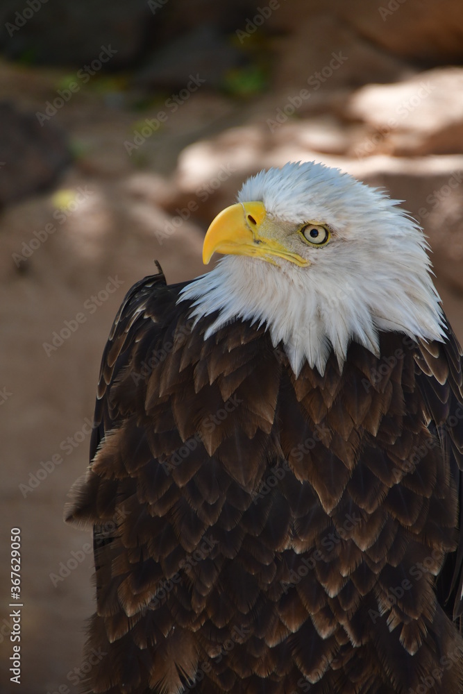 Fototapeta premium ÁGUILA CALVA