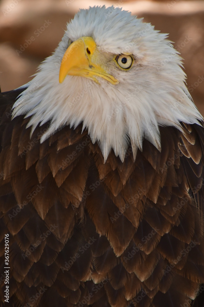 Obraz premium ÁGUILA CALVA