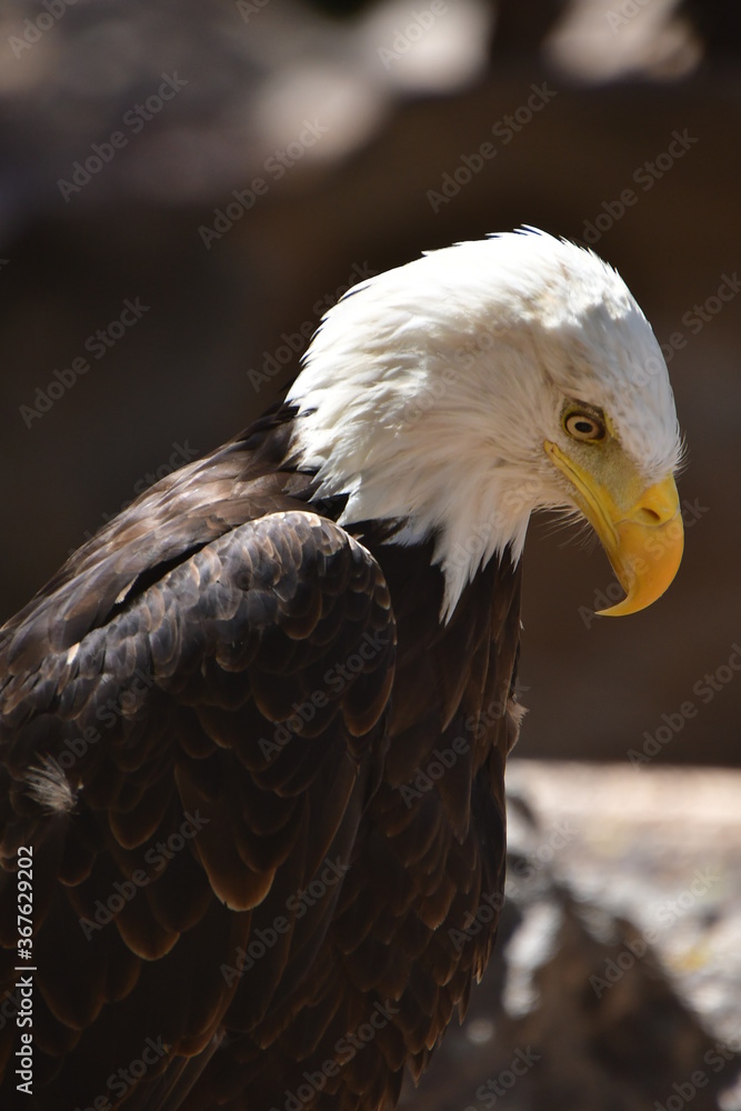 Obraz premium ÁGUILA CALVA