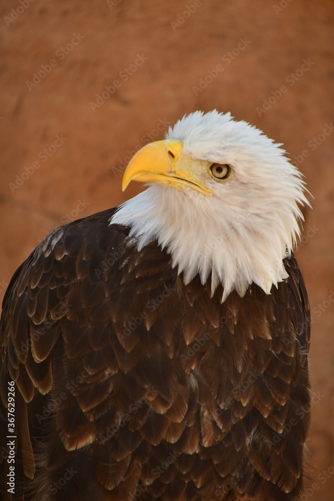 Obraz premium ÁGUILA CALVA