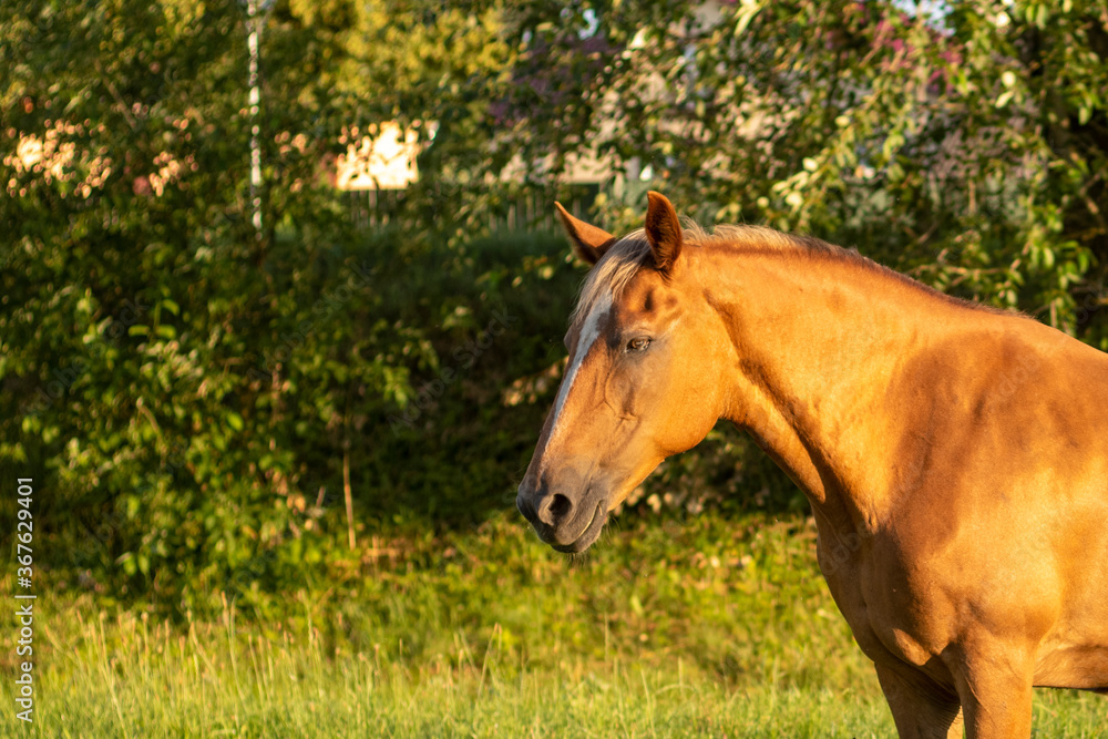 Brown horse headshot on a background of green leaves in summer farm Brown horse headshot on a background of green leaves in summer farm