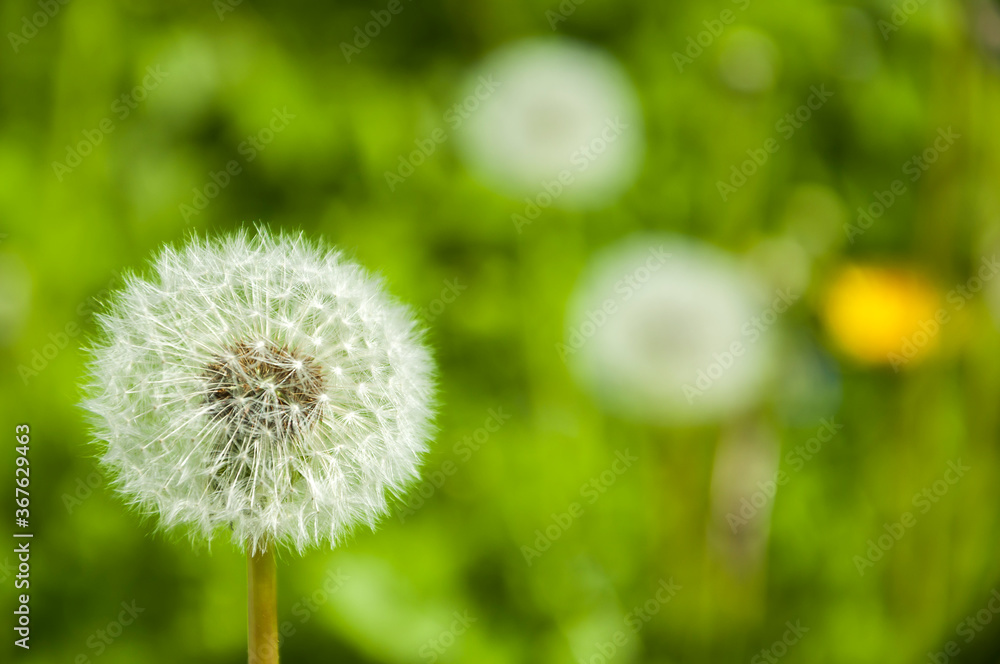 White dandelion flower inflorescence close-up with selective focus on fluffy seeds against a blurred background of a green field. White dandelion flower inflorescence close-up with selective focus on fluffy seeds against a blurred background of a green field.