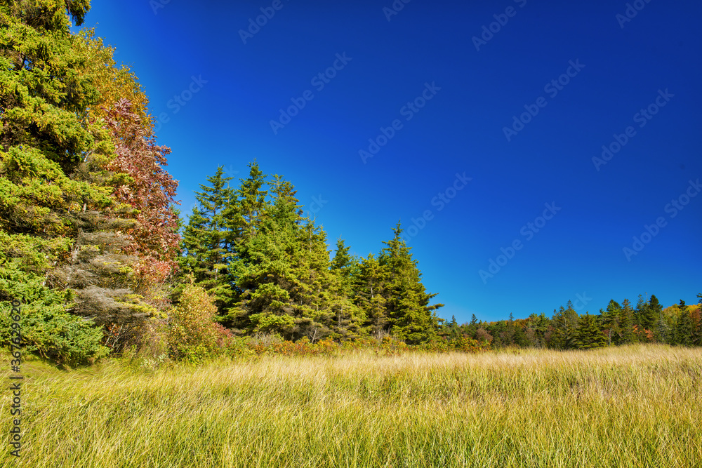 Beautiful forest of New England in foliage season, USA Beautiful forest of New England in foliage season, USA