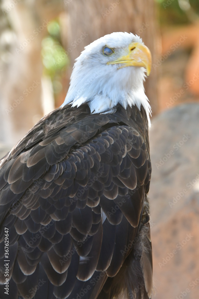 Obraz premium ÁGUILA CALVA