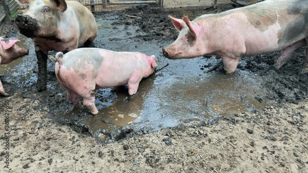 Domestic pigs. Pigs on a farm in the village. Swine covered in mud Domestic pigs. Pigs on a farm in the village. Swine covered in mud