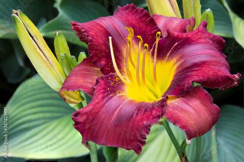 Photography Closeup of vibrant wine-red colored daylily blossom with ruffled petals and darker pattern surrounding a yellow throat