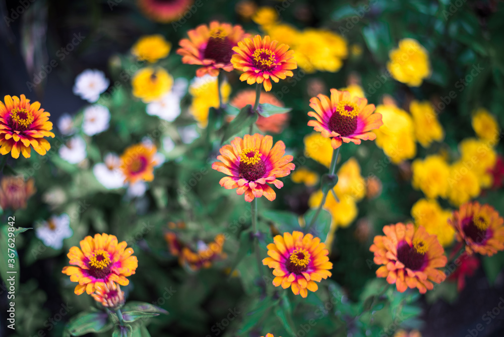 Orange Zinnia. Bright flowers in the summer garden. Orange Zinnia. Bright flowers in the summer garden.