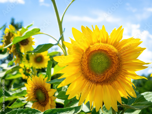 some sunflowers on a sunny day