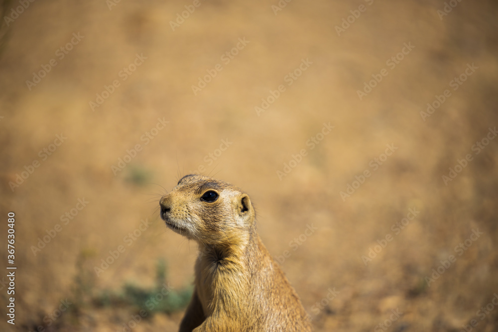 Fototapeta premium cute prairie dog with head room