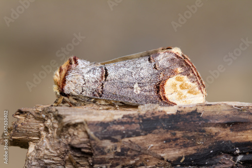 Buff Tip Moth, Phalera bucephala, Resting, Sitting On A Log Displaying Its Excellent Camouflage. Taken Blashford Lakes UK photo