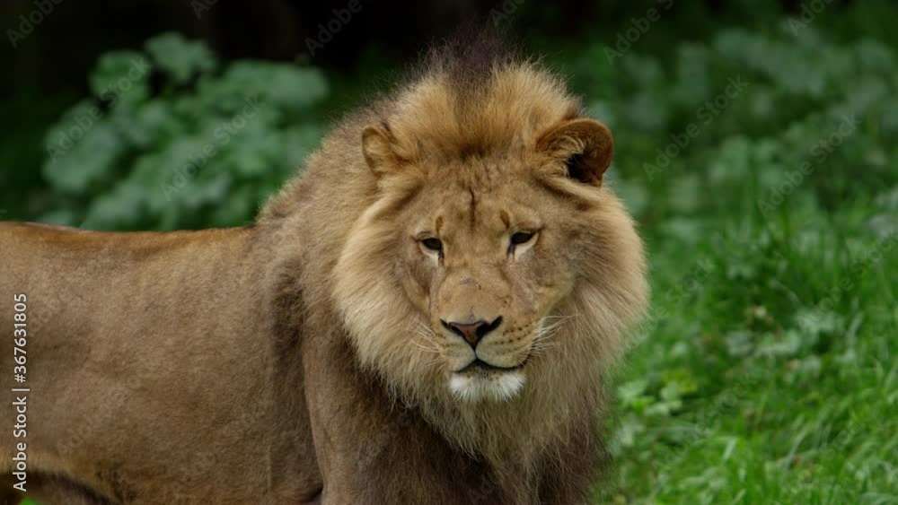 male lion majestic beauty in the wild. male lion majestic beauty in the wild.