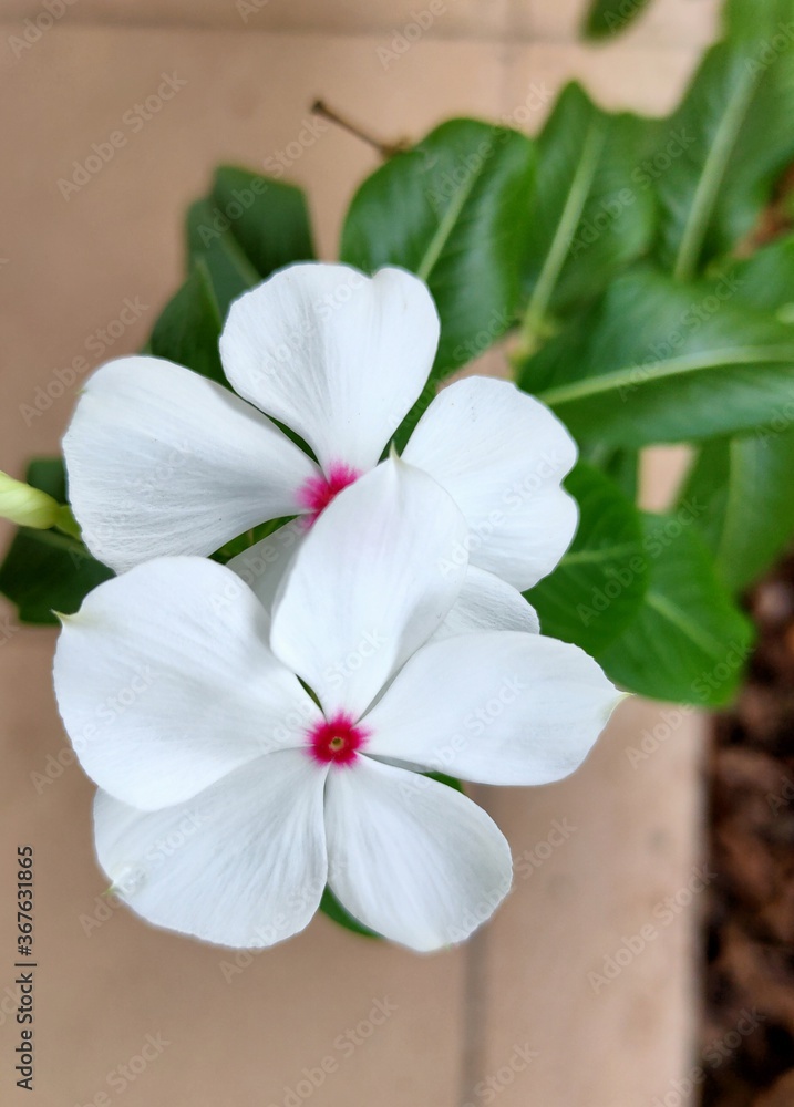 Obraz premium white flowers 