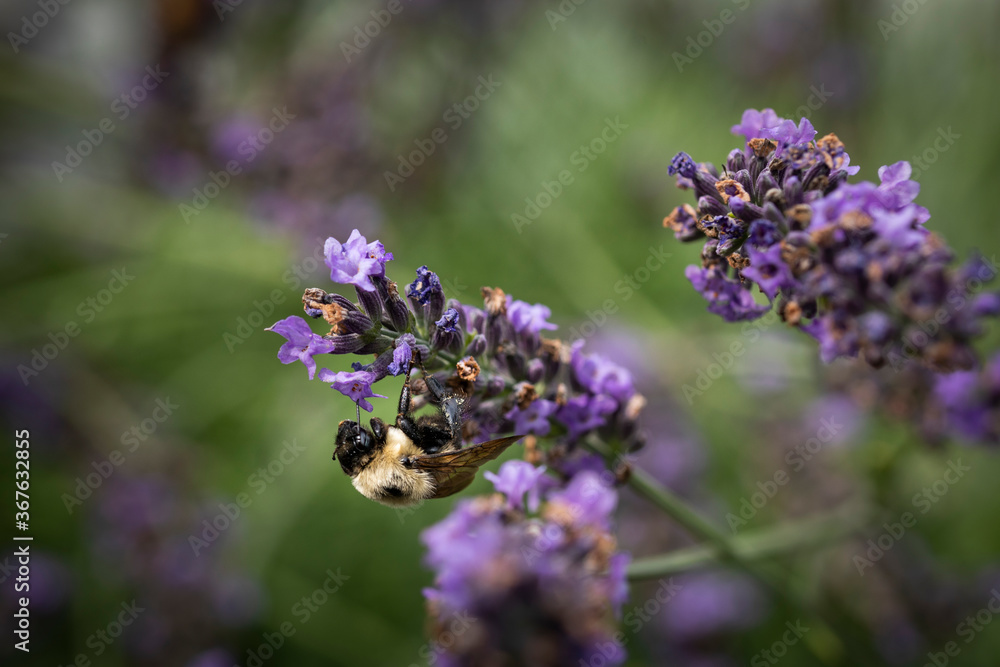 Macro of Bee on Lavender Macro of Bee on Lavender