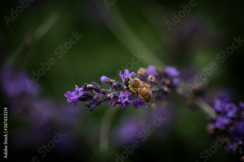 Macro of Bee on Lavender