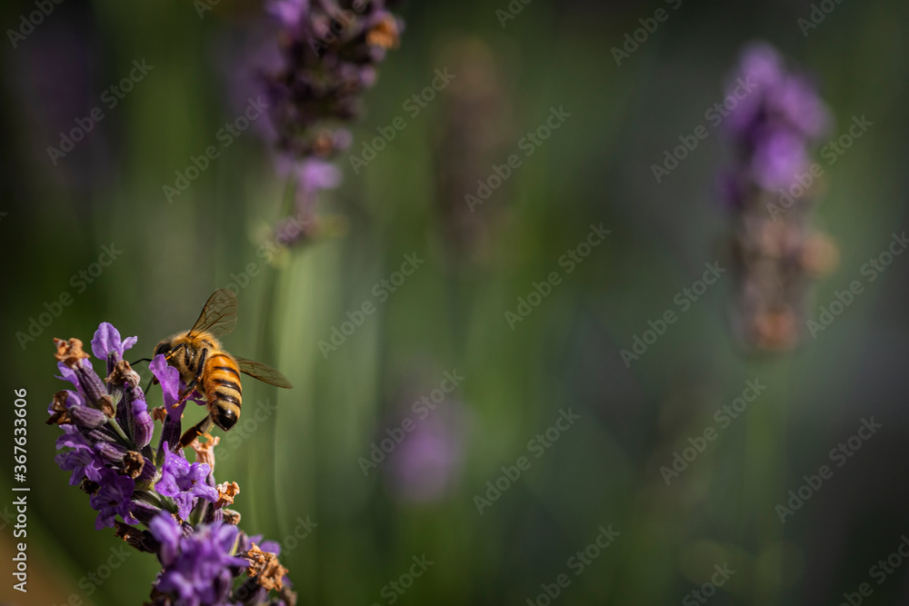 Macro of bee on Lavender.  