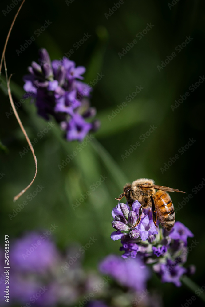 Macro of bee on Lavender. Macro of bee on Lavender.