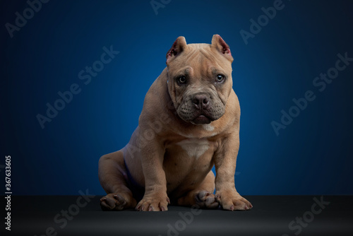 Perro american bully color cafe  sentado sobre una superficie gris y un fondo azul  con una mirada tierna y mirando a la camara