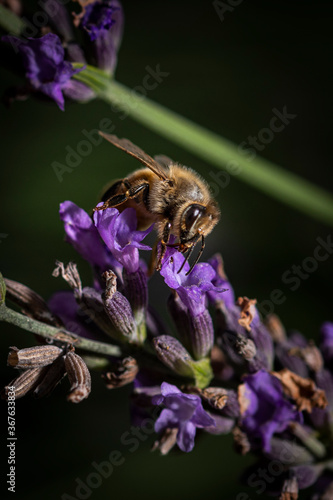 Macro of bee on Lavender.   © AGrandemange