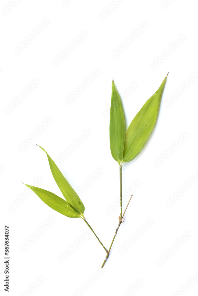 Closeup of bamboo leaves on white background
