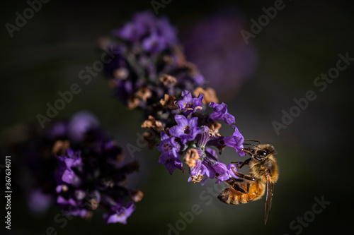 Macro of bee on Lavender.   © AGrandemange