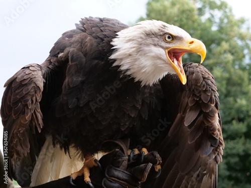 Adler Vogel Schnabel Kopf Beeindruckend Fliegen