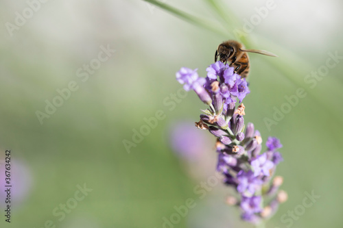 Macro of bee on Lavender. 