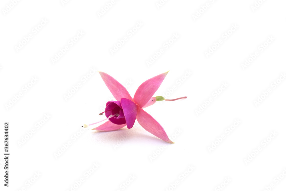Naklejka premium Closeup of pink flower of fuchsia blossom on white background