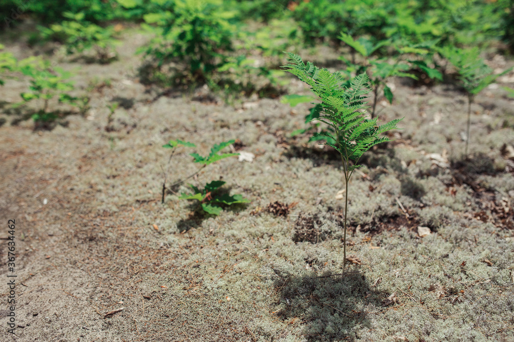 Baby Tree Baby Tree