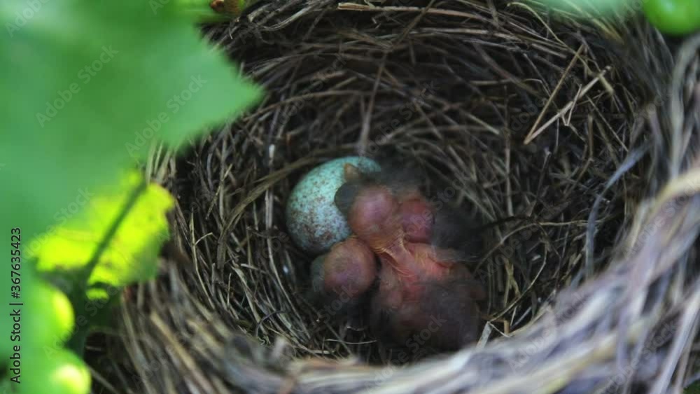 Blackbird chicks in the nest. The hatched chicks in the nest require food. Blackbird chicks in the nest. The hatched chicks in the nest require food.