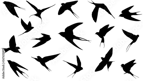 Set of swallow silhouette. realistic shadow flat design vector illustration.