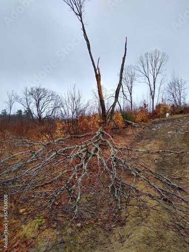 dead tree in the desert