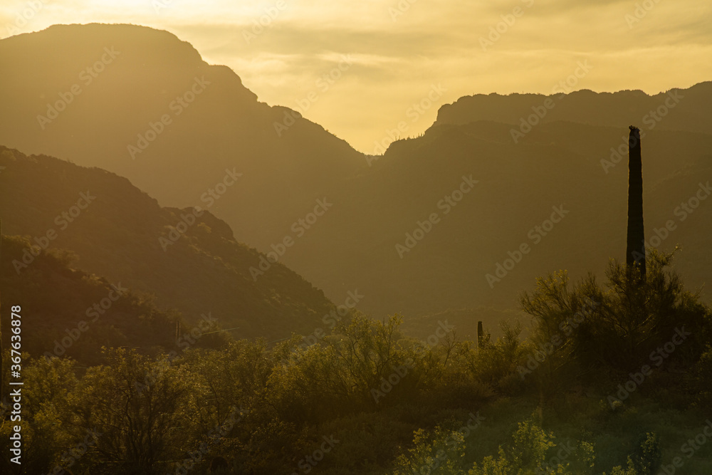 The warm glow of a setting sun the in Sonoran Desert of Arizona with saguaro cacti in the foreground and mountains in the distance.