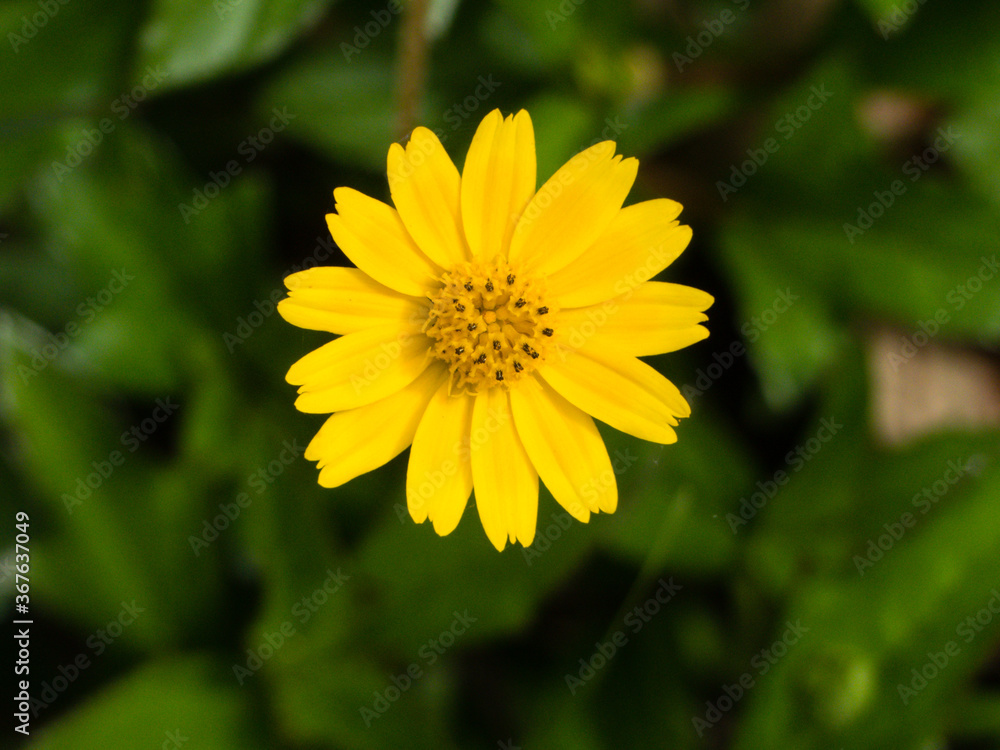 Singapore Daisy (Sphagneticola trilobata) flower