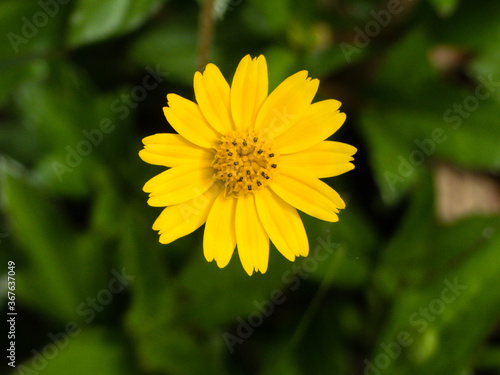 Wallpaper Mural Singapore Daisy (Sphagneticola trilobata) flower Torontodigital.ca