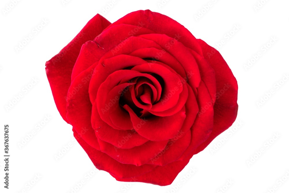Closeup of beautiful red rose bud Closeup of beautiful red rose bud