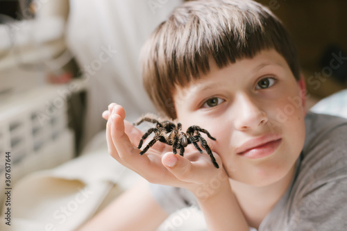 boy holds huge tarantula near face. child plays with spider Brachypelma albopilosum. Arachnophobia.