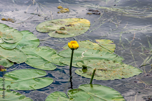 Lake Hopatcong - Water Lily photo