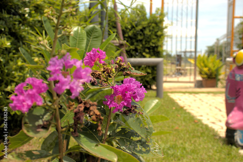 Pink flowers revealing it's golden pollen petals, new buds and a leaf capturing the dead foliage