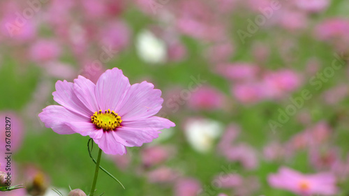 Close up shot of beautiful Cosmos blossom