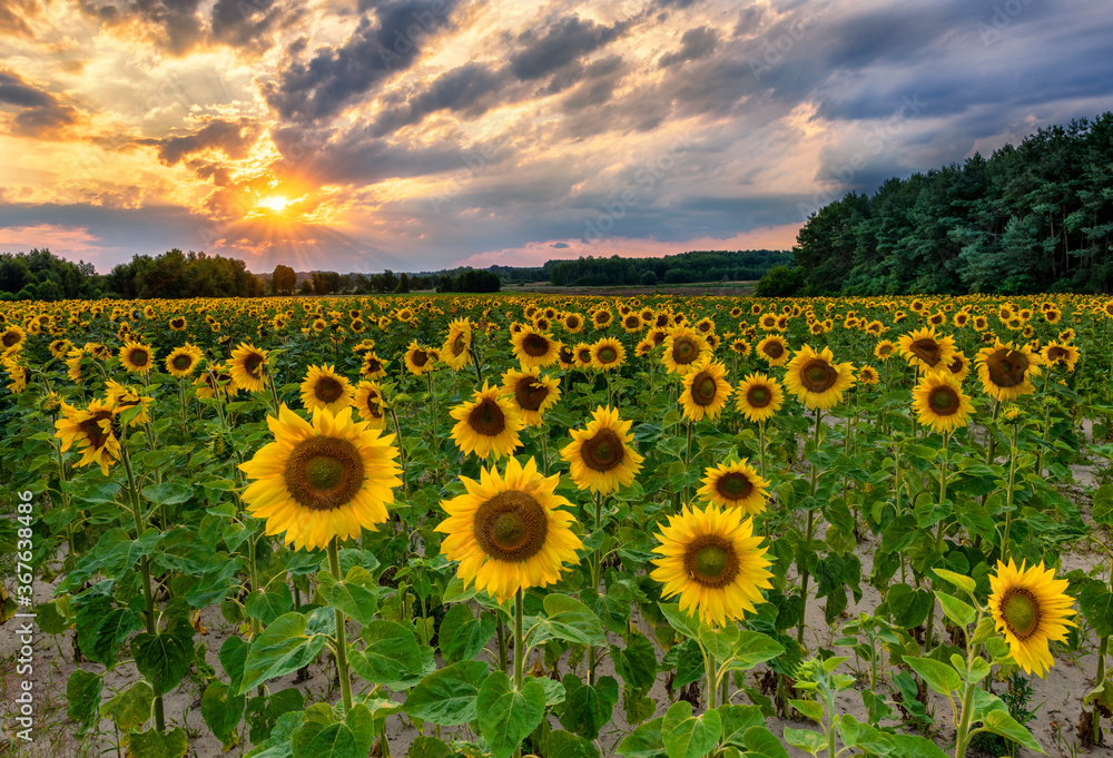 Fototapeta premium Beautiful sunset over sunflower field