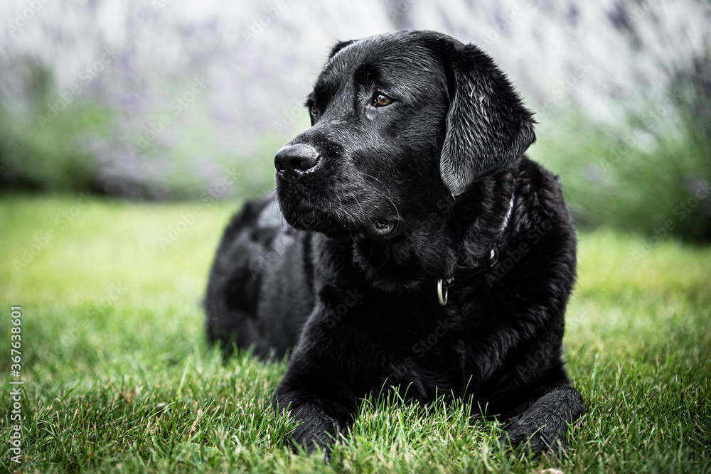 black labrador retriever