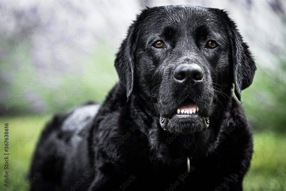 black labrador retriever