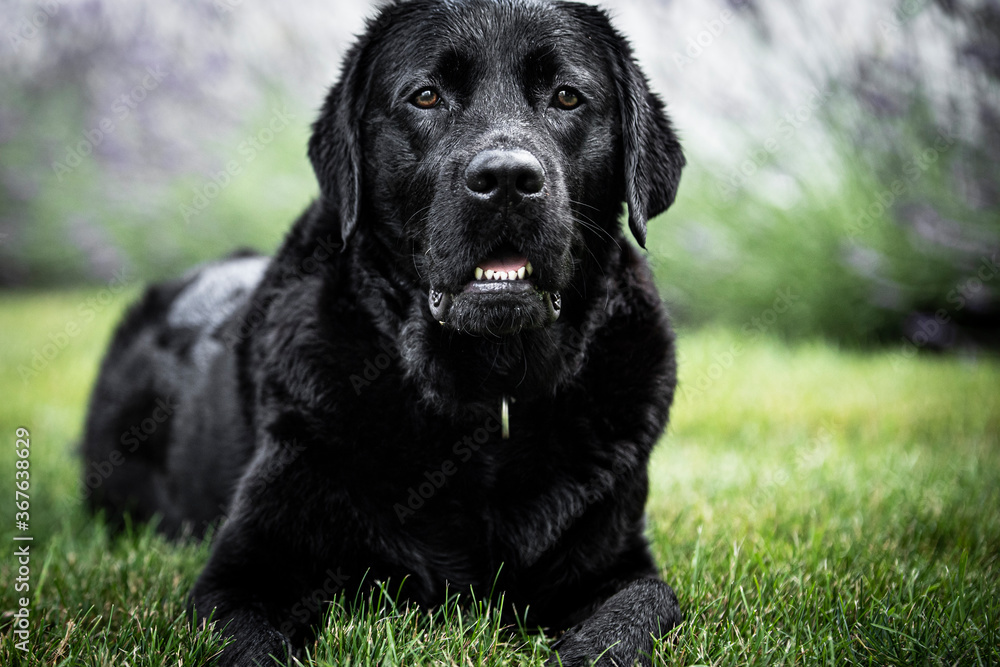 black labrador retriever black labrador retriever