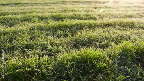 Frost melting and winter wheat awakening in morning sunlight. Time-lapse 4k