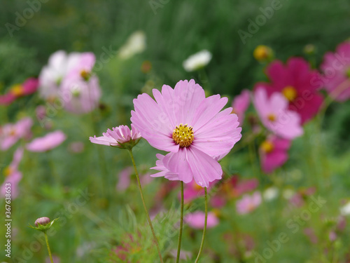 Close up shot of beautiful Cosmos blossom © Kit Leong